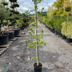 Sofora japonská (Sophora japonica) ´DOT´ - výška 170-210 cm, C10L